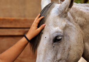 Tiere streicheln als Achtsamkeitstraining