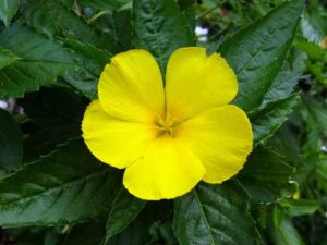 Damiana (Turnera Diffusa) als pflanzliche Hilfe bei Burnout